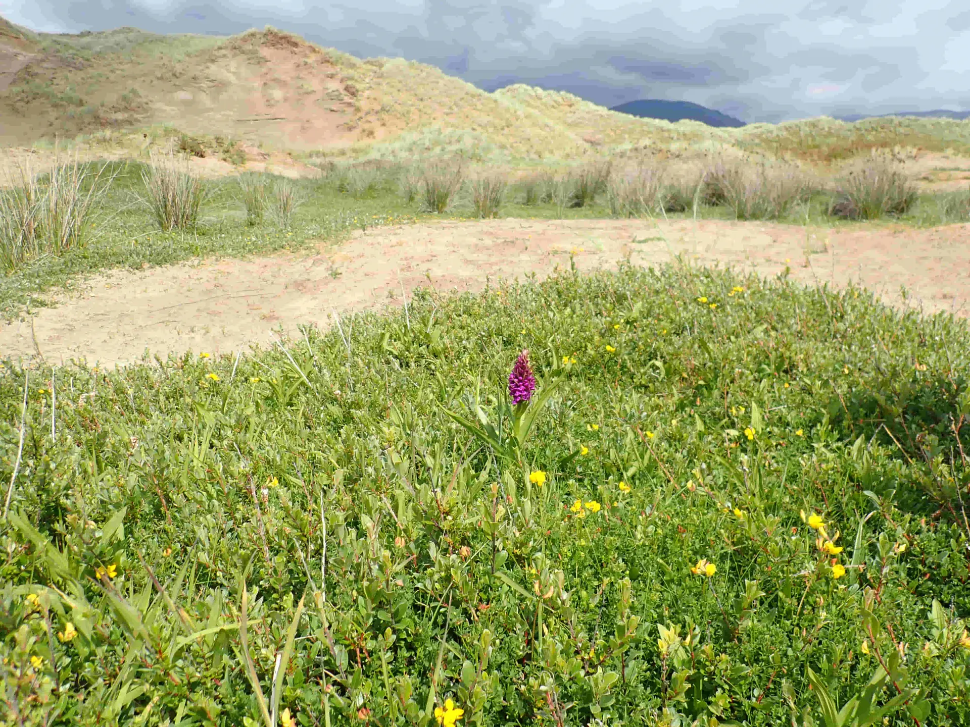 Orchid growing within a dune slack